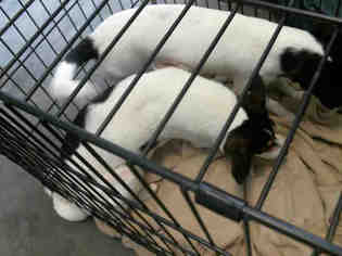 Rat-Cha Dogs for adoption in Tulsa, OK, USA