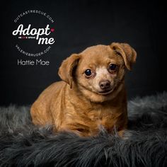 Chihuahua Dogs for adoption in Catasauqua, PA, USA