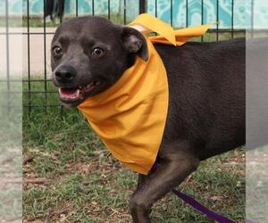 Chihuahua-Unknown Mix Dogs for adoption in San Antonio, TX, USA