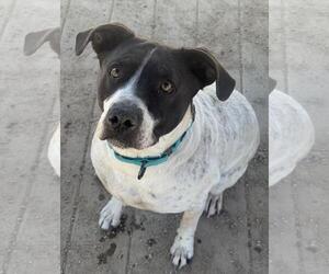 Pointer-Unknown Mix Dogs for adoption in Incline Village, NV, USA