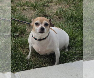Chihuahua Dogs for adoption in Lexington Park, MD, USA