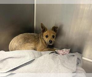 Mutt Dogs for adoption in Santa Cruz, CA, USA