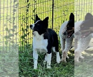 Australian Shepherd Dogs for adoption in Woodbridge , NJ, USA