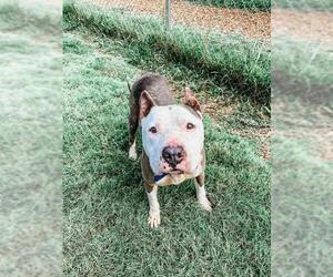 American Pit Bull Terrier-Unknown Mix Dogs for adoption in Peachtree City, GA, USA