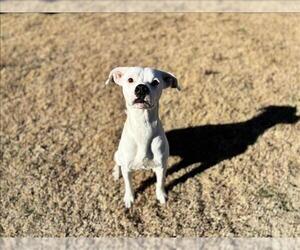 American Bulldog-Unknown Mix Dogs for adoption in Grovetown, GA, USA