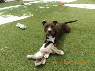 American Staffordshire Terrier-Unknown Mix Dogs for adoption in Van Nuys, CA, USA