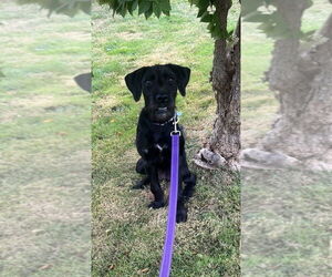 Mutt Dogs for adoption in Springdale, PA, USA