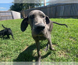 Great Dane Dogs for adoption in Bullard, TX, USA