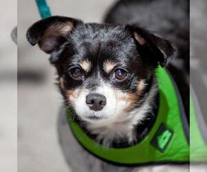 Chihuahua Dogs for adoption in New York City, NY, USA
