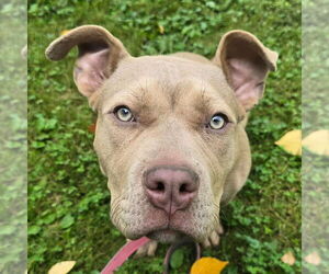 Bull Terrier Dogs for adoption in Minneapolis, MN, USA