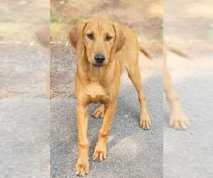 Labrador Retriever-Unknown Mix Dogs for adoption in Genesee, WI, USA