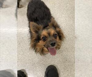 Paperanian Dogs for adoption in Fort Collins, CO, USA