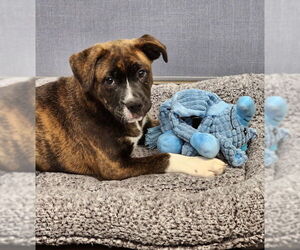 Mutt Dogs for adoption in Hilton Head, SC, USA