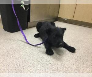 Mutt Dogs for adoption in Riverside, CA, USA