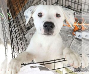 Labrador Retriever-Retriever Mix Dogs for adoption in Washington, DC, USA