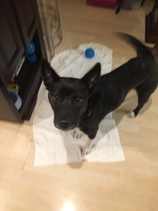 Small American Pit Bull Terrier-Border Collie Mix