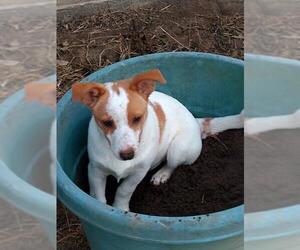 Jack-Rat Terrier Dogs for adoption in Lansing, MI, USA