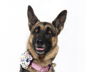 German Shepherd Dog Dogs for adoption in Santa Barbara, CA, USA