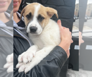 Great Pyrenees-Unknown Mix Dogs for adoption in Brooklyn, NY, USA