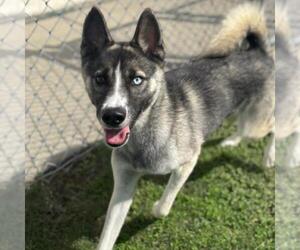 Siberian Husky Dogs for adoption in Texas City, TX, USA