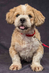Shih-Poo Dogs for adoption in Davis , CA, USA