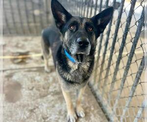 German Shepherd Dog-Unknown Mix Dogs for adoption in Riverside, CA, USA