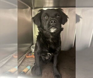 Chihuahua-Unknown Mix Dogs for adoption in Rancho Cucamonga, CA, USA