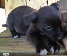 Brat Dogs for adoption in SHERBURNE, NY, USA