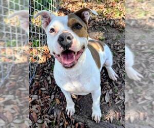 Mutt Dogs for adoption in Texas City, TX, USA