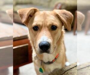 Huskies -Labrador Retriever Mix Dogs for adoption in Albuquerque, NM, USA