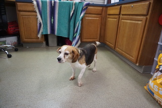 Beagle-Unknown Mix Dogs for adoption in Valley Falls, KS, USA