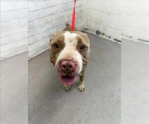 American Pit Bull Terrier Dogs for adoption in San Bernardino, CA, USA