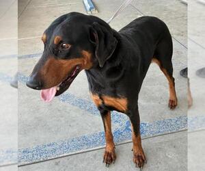 Doberman Pinscher Dogs for adoption in Bakersfield, CA, USA