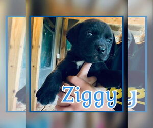 Labrador Retriever-Unknown Mix Dogs for adoption in NEWPORT NH, NH, USA