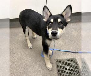 Gerberian Shepsky Dogs for adoption in HESPERIA, CA, USA