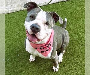 American Staffordshire Terrier-Unknown Mix Dogs for adoption in Fort Lauderdale, FL, USA