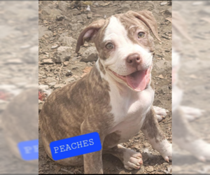 American Pit Bull Terrier Dogs for adoption in Cumberland, MD, USA
