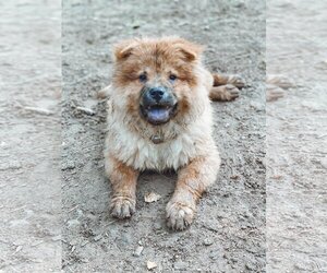 Chow Chow Dogs for adoption in St. Louis Park, MN, USA