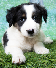 Border Collie Dogs for adoption in Denver, CO, USA