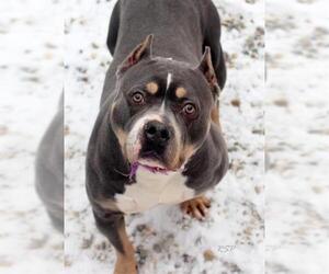 American Bulldog-Unknown Mix Dogs for adoption in Fort Wayne, IN, USA