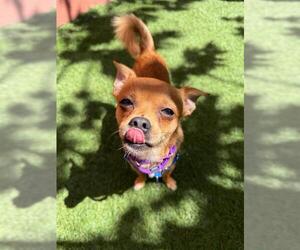 Chihuahua-Unknown Mix Dogs for adoption in San Francisco, CA, USA