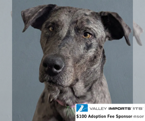 Catahoula Leopard Dog-Unknown Mix Dogs for adoption in Fargo, ND, USA