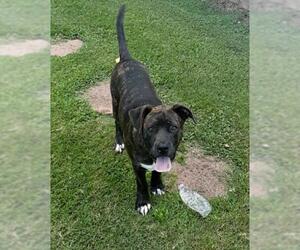 American Pit Bull Terrier-Unknown Mix Dogs for adoption in Florence, AL, USA