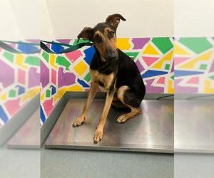 German Shepherd Dog-Unknown Mix Dogs for adoption in Baytown, TX, USA