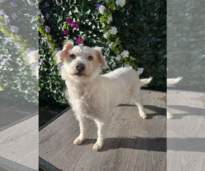 Mutt Dogs for adoption in Sandy, UT, USA