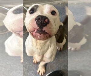 American Pit Bull Terrier Dogs for adoption in Glen Allen, VA, USA