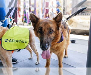 German Shepherd Dog Dogs for adoption in Riverside, CA, USA