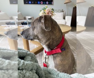 Mutt Dogs for adoption in Sandy, UT, USA