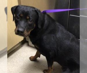 Rottweiler-Unknown Mix Dogs for adoption in Riverside, CA, USA