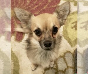Chihuahua-Unknown Mix Dogs for adoption in Batavia, OH, USA